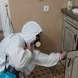 Дезинфекция от муравьев в квартире в Большой Вруде